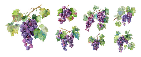 Grapes with leaves. Isolated fresh grape watercolor graphic. Agriculture harvest elements. Wine products raw ingredients, vector set