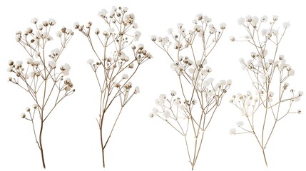 Beautiful floral set with wild dried gypsophila flowers. Stock herbarium illustration