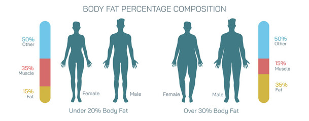 Scientifically referred to as adipocytes or adipose tissue body fat is the term used to describe fat cells that reside inside the human body chart. Male Female body composition vector illustration. - obrazy, fototapety, plakaty