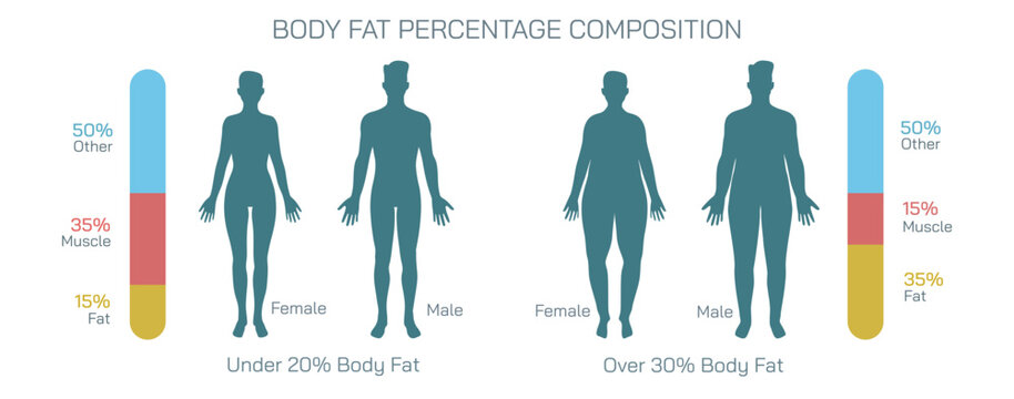 Scientifically referred to as adipocytes or adipose tissue body fat is the term used to describe fat cells that reside inside the human body chart. Male Female body composition vector illustration.