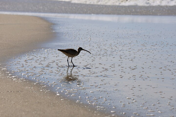 migrating sandpiper foraging along the coast