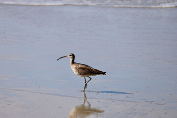 sandpiper foraging along the coastline at low tide