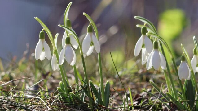 Flowering snowdrop (Galanthus nivalis) plants in garden