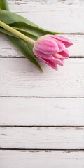 Pink tulip flower on white wooden table background. Mothers Day.