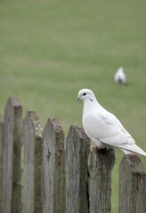 White pigeon bird on outdoor fence