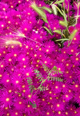 flower background, Spikes in a Mesembryantemum bloom. Sinis. Oristano. Sardinia. Italy