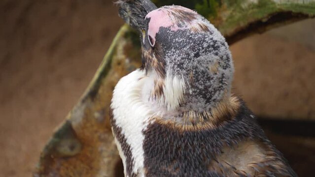 Baby jackass penguin head close up looking around