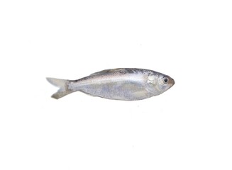 Ganges river gizzard shad (Gonialosa manmina) are fresh water fish found in large river systems of the Jamuna, Ganga, Brahmaputra and the Mahanadi. 