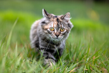 Un chat de race angora turc dans la nature
