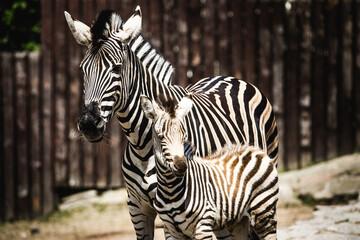 Zebra with foal - 760847946