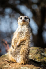 Meerkat standing upright on a grassy plain in Africa. The meerkat is looking around for predators. - 760847964