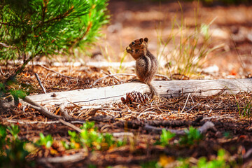 Chipmunk sitting on fallen branch in a forest - Powered by Adobe