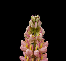 Lupinenspitze - Close up