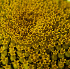 kleine gelbe Blüten