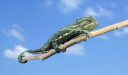 Close up of Chameleon on branch