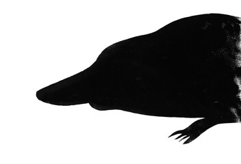Silhouette of platypus drawn by hand with stamp with black tempera paint on white paper - 760850949