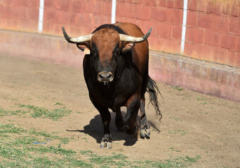 un toro bravo en un espectaculo de toreo en españa