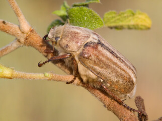 Beetle (Anoxia matutinalis sardoa). Lake Baratz, SS, Sardinia, Italy