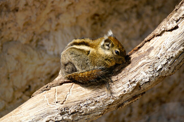 a cute chipmunk basking in the sun on a warm April day