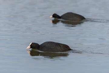 Two Eurasian Coot (Fulica atra) on a lake in Gelderland in the Netherlands.                             