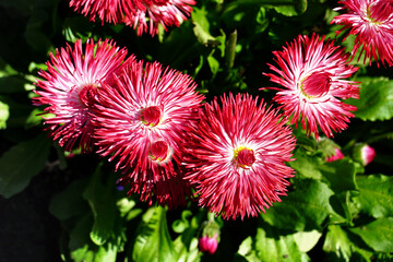 Buds of red and white bicolor daisies illuminated by the sun
