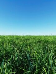 Lush green grass stretching to the horizon - A beautiful and refreshing scene of lush green grass extending towards the horizon under a deep blue sky