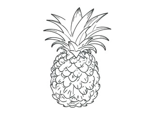 Hand drawn fresh pineapple vector illustration