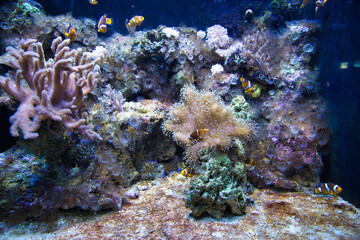 coral reef with Clownfish