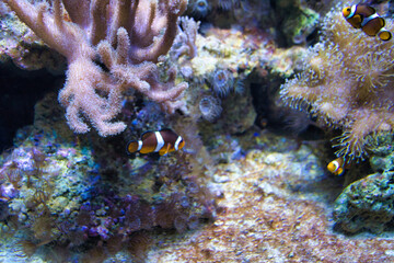 clownfish underwater photo
