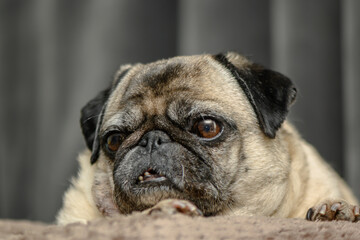 Cozy pug lying on the sofa 11