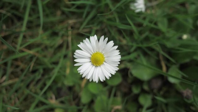 One daisy. Field chamomile The flower sways slightly in the wind. Close up