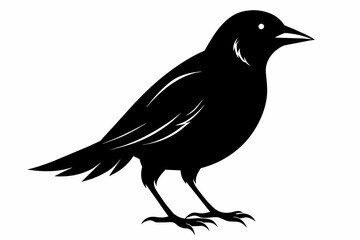 bird silhouette black color vector on white background.