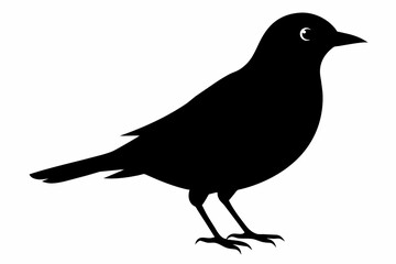 bird silhouette black color vector on white background.