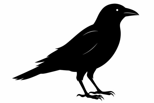 bird silhouette black color vector on white background.