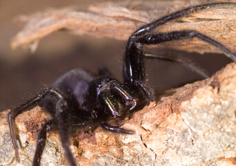 snake-back spider (Segestria florentina), sits on a the bark of trees Capo Caccia, Alghero, Sardinia, Italy