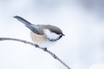Cute small grey-headed chickadee, Poecile cinctus, perched on a branch on a winter day in Northern Finland, Europe	 - 760856793