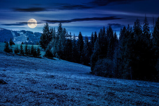 coniferous trees on a grassy meadow at night. magical carpathian landscape in full moon light