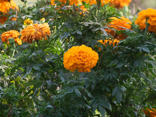 The name marigold also refers to the pot marigold and unrelated plants of several families.