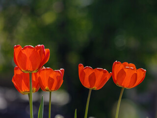red tulips in spring. beautiful garden background
