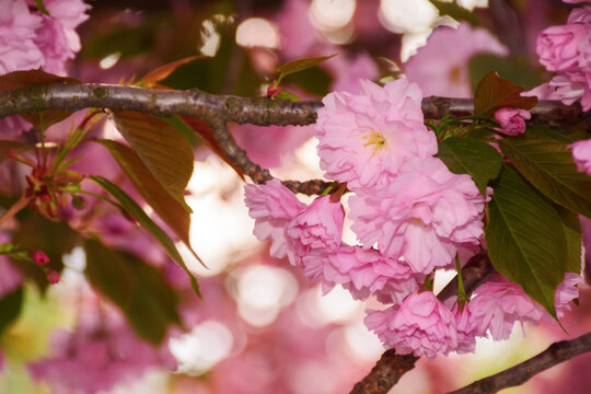 cherry blossom of kwanzan sakura on a sunny day. spring holiday season