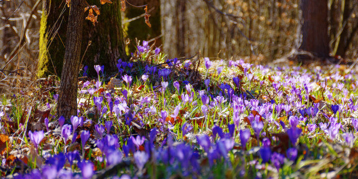 closeup of blooming crocus flowers on the glade. spring nature background on a sunny day in primeval forest
