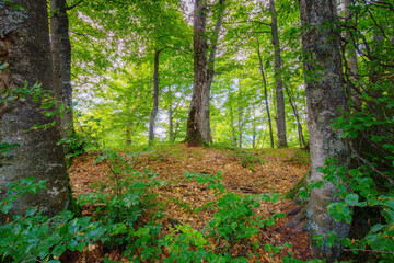 view through beech forest in green foliage. beauty of carpathian nature in summer