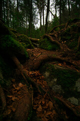 tree roots in the woods