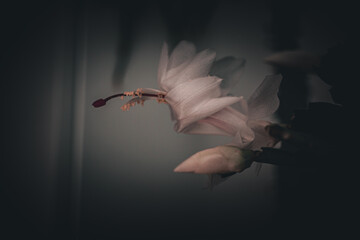 Schlumbergera Blüte