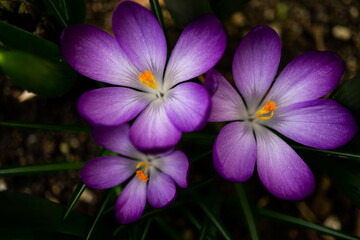 drei krokusblüten