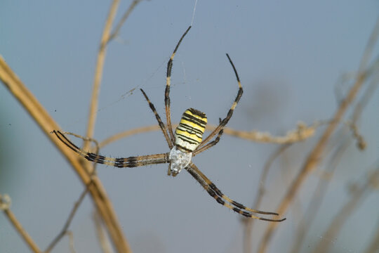 Wasp spider (Argiope bruennichi) or zebra spider waiting for prey in its catching net, Sardinia, Italy