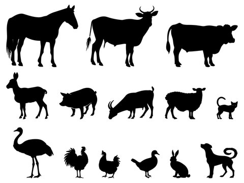 Farm animals silhouettes isolated on white background. Horse bull cow sheep goat donkey pig dog cat ostrich rooster chicken duck rabbit livestock vector black symbols isolated on white