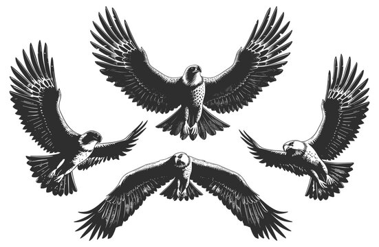 Flying eagle silhouettes isolated. Hunting black bird wildlife engravings on white