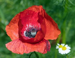 red poppies or Common poppy Papaver Rhoaes flower - 760861583