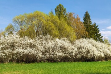 springtime meadow and white flowering blackthorn bush - 760861718